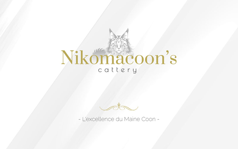 Lancement du site internet de la chatterie Nikomacoon’s Lancement du site internet de la chatterie Nikomacoon's