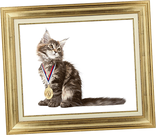 Chaton maine coon champion