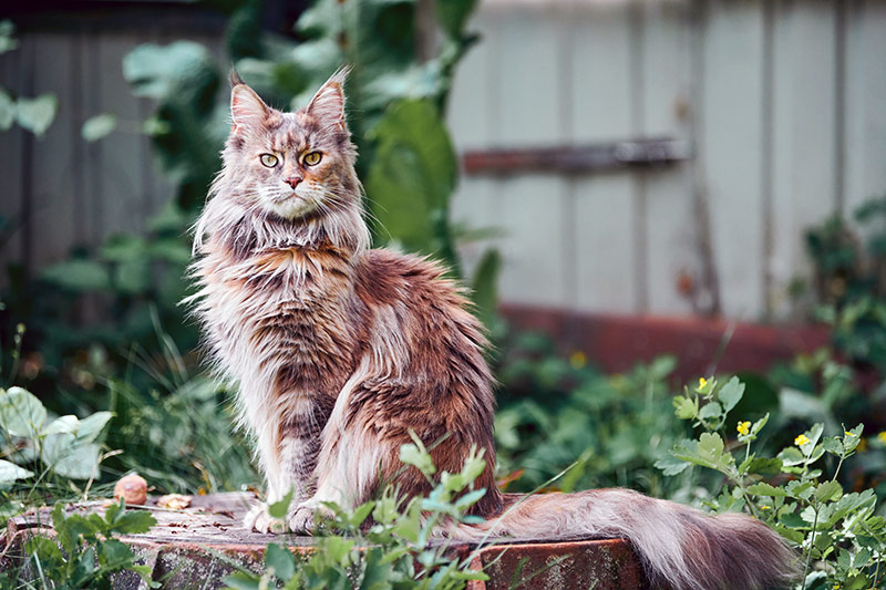 Chat maine coon dans le jardin