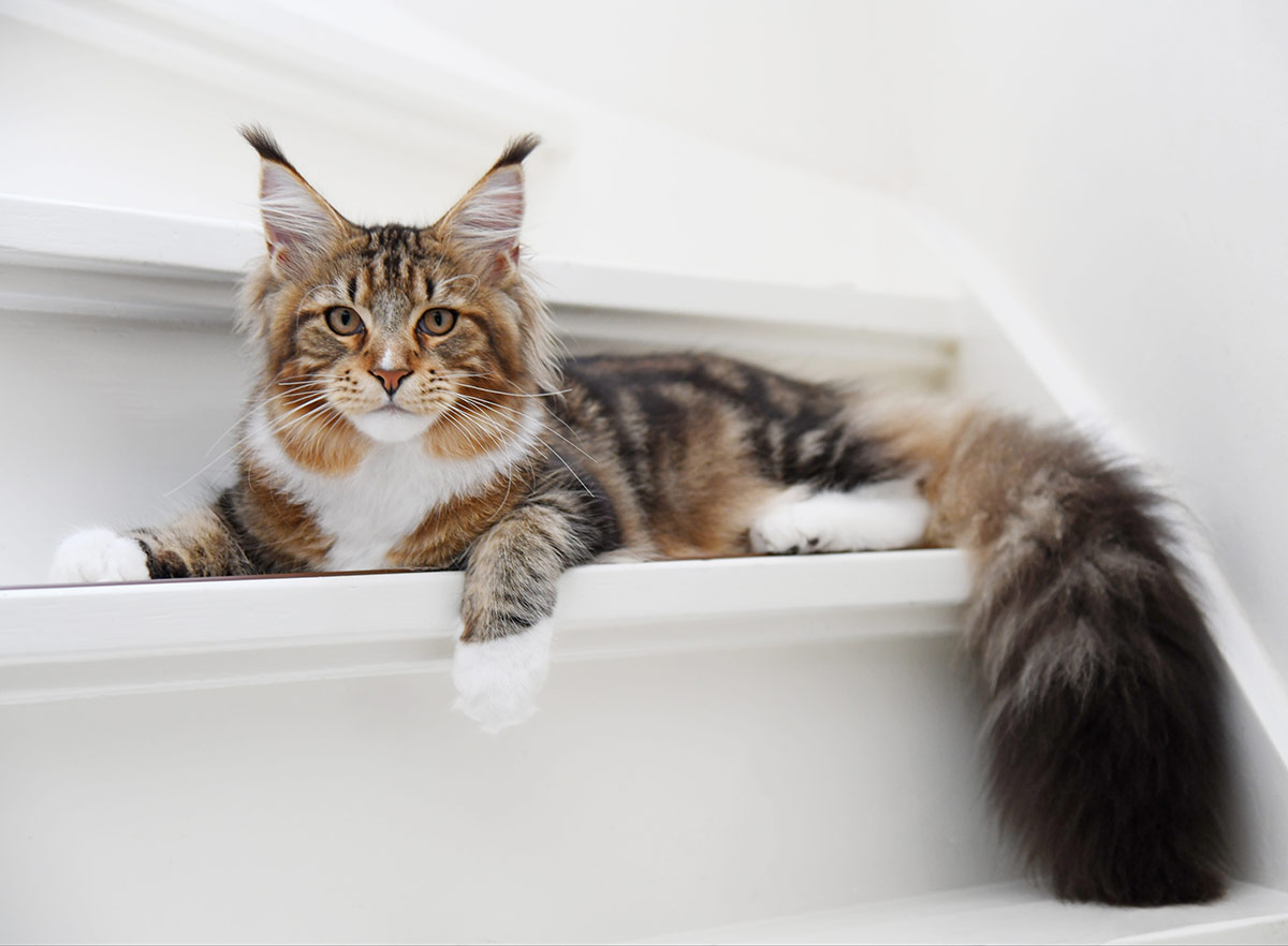 Chat maine coon dans l'escalier