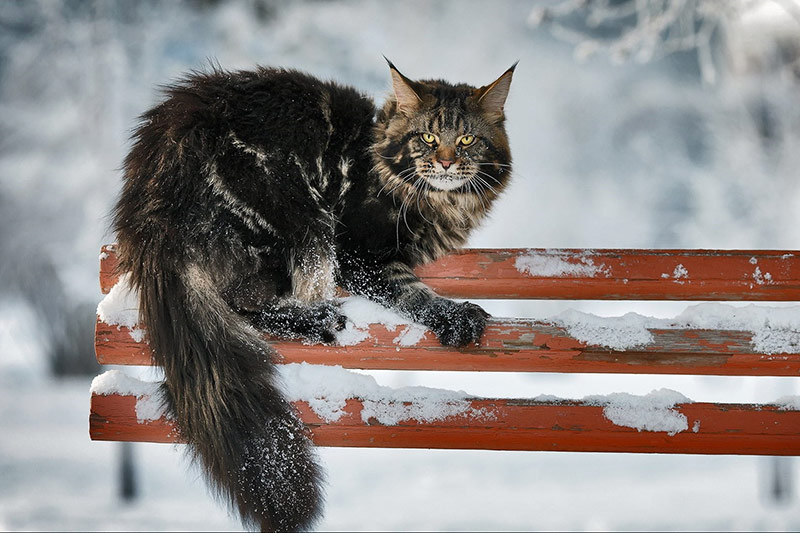 Maine coon sous la neige
