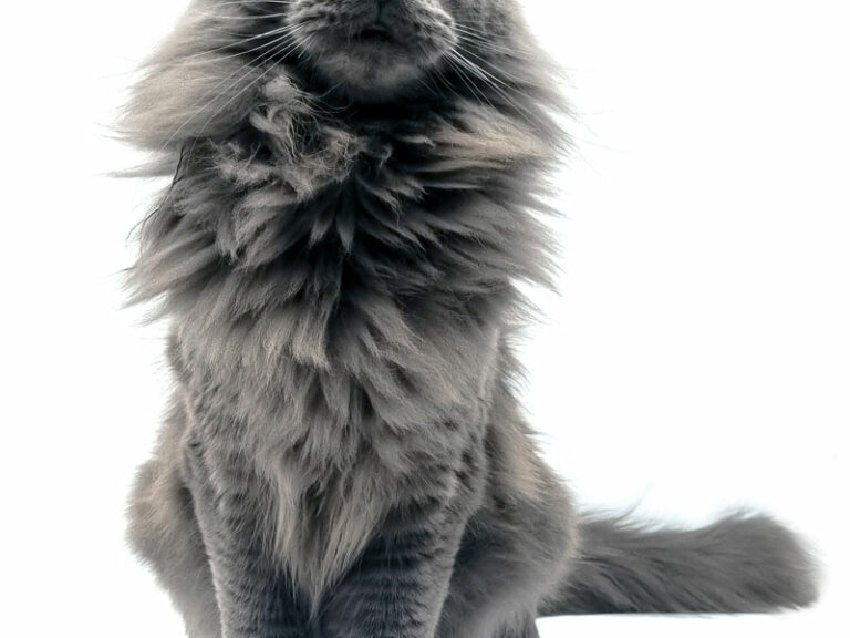 Parker Dikalicoon - Maine Coon bleu solide mâle - Nikomacoon's Cattery