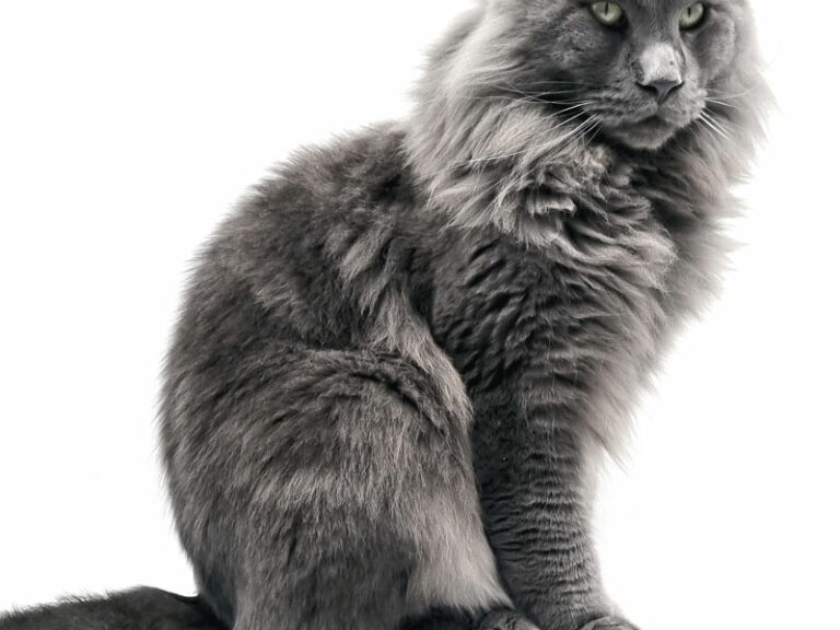 Parker Dikalicoon - Maine Coon bleu solide mâle - Nikomacoon's Cattery