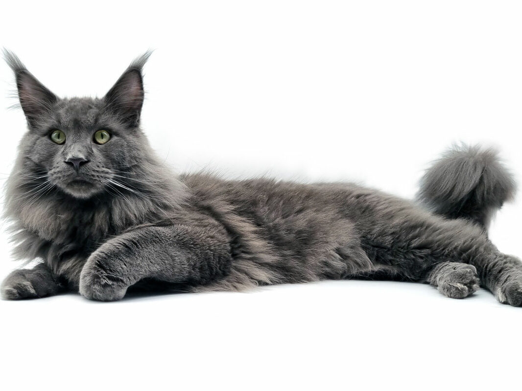 Dikalicoon Parker Maine coon bleu solide mâle Nikomacoon's Cattery