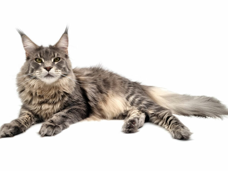 Penelope des Lia Coon's Maine coon femelle bleu mackerel tabby