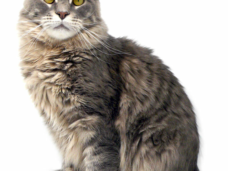 Penelope des Lia Coon's Maine coon femelle bleu mackerel tabby