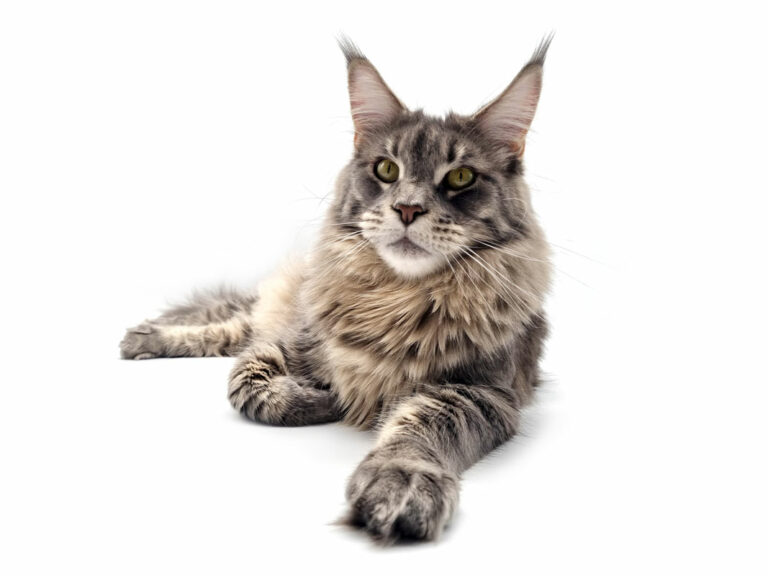 Pénélope des Lia Coon's - Maine Coon bleu mackerel tabby femelle - Nikomacoon's Cattery