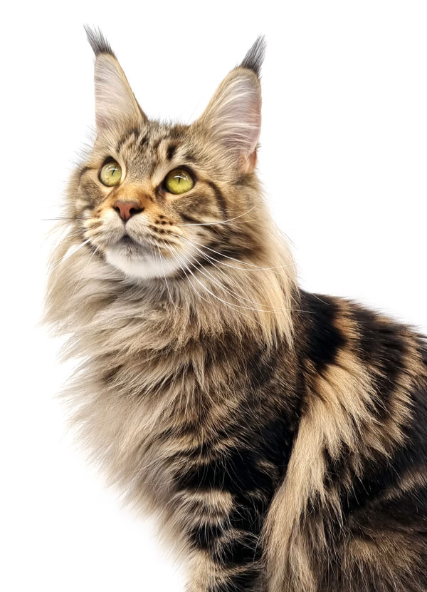 Prune des Lia Coon's - Maine Coon brown blotched tabby femelle - Nikomacoon's Cattery