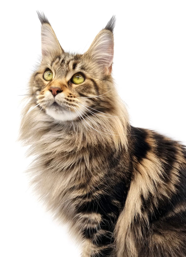 Prune des Lia Coon's - femelle maine coon brown blotched tabby - Nikomacoon's Cattery