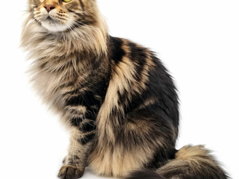 Prune des Lia Coon's - Maine Coon brown blotched tabby femelle - Nikomacoon's Cattery
