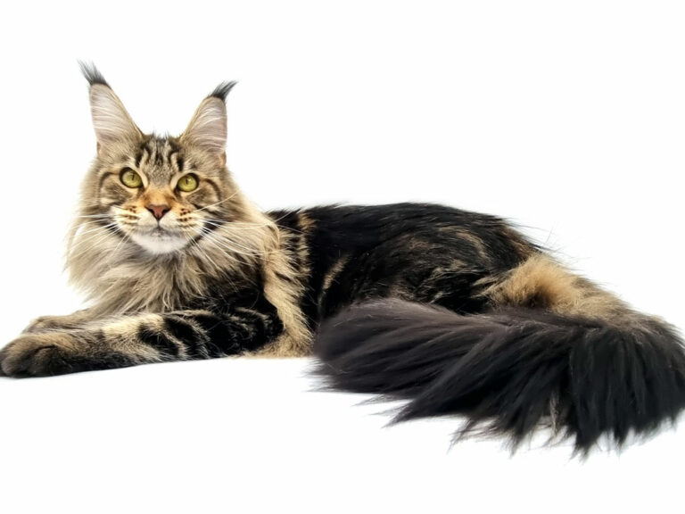 Prune des Lia Coon's - Maine Coon brown blotched tabby femelle - Nikomacoon's Cattery
