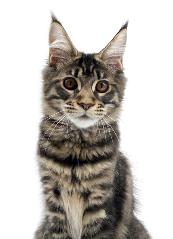 Nikomacoon's Roswell - Chaton Maine Coon brown mackerel tabby femelle - Nikomacoon's Cattery