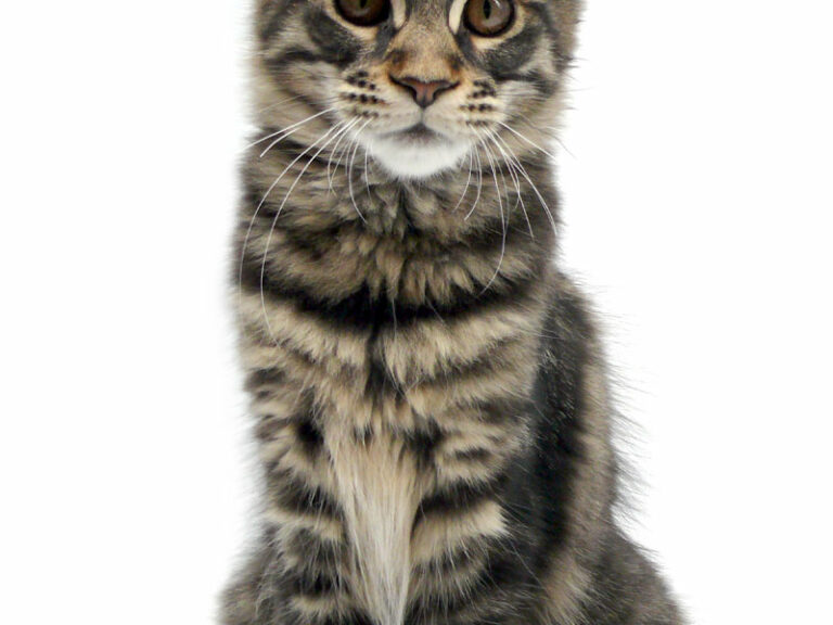 Nikomacoon's Roswell - Chaton Maine Coon brown mackerel tabby femelle - Nikomacoon's Cattery