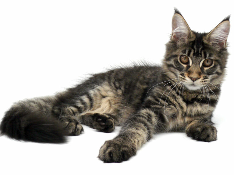 Nikomacoon's Roswell - Chaton Maine Coon brown mackerel tabby femelle - Nikomacoon's Cattery