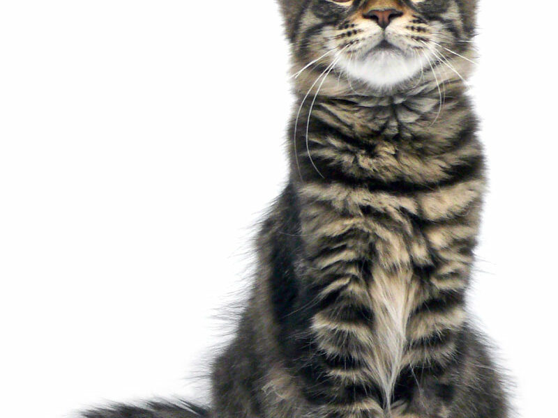 Nikomacoon's Roswell Maine coon femelle brown mackerel tabby