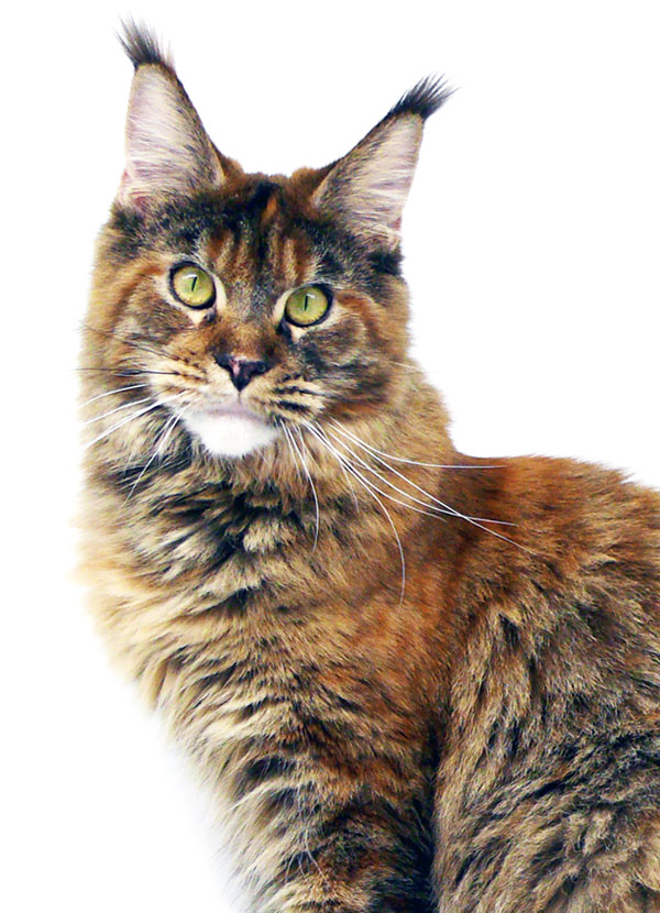 Tri D Flower - Maine Coon brown tortie blotched tabby femelle - Nikomacoon's Cattery