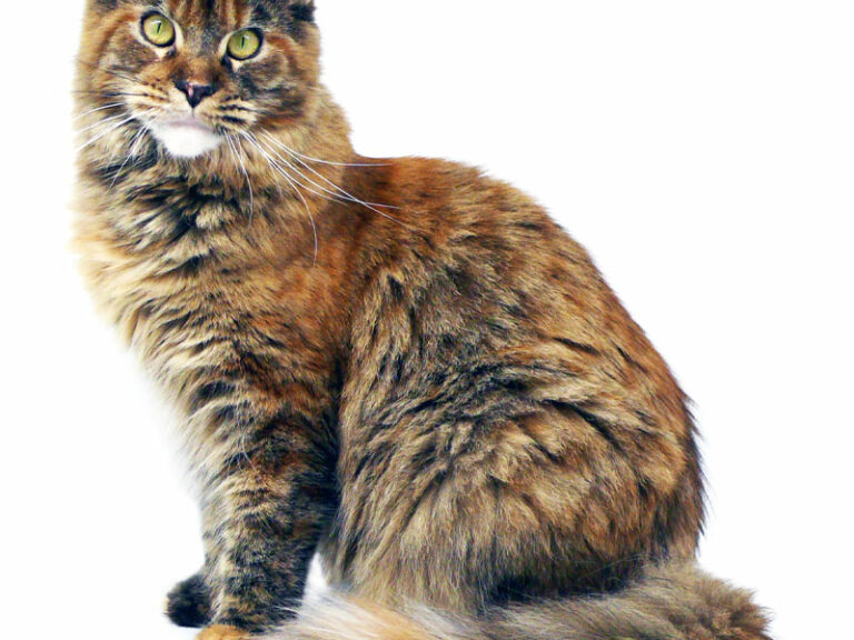 Tri D Flower - Maine Coon brown tortie blotched tabby femelle - Nikomacoon's Cattery