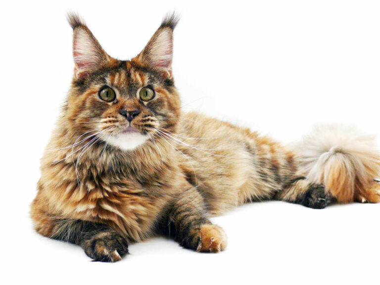 Tri D Flower - Maine Coon brown tortie blotched tabby femelle - Nikomacoon's Cattery