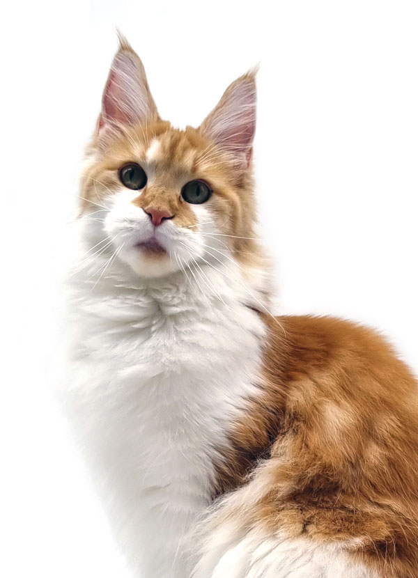 Pinchuk Oda- femelle maine coon roux et blanc bicolore - Nikomacoon's Cattery