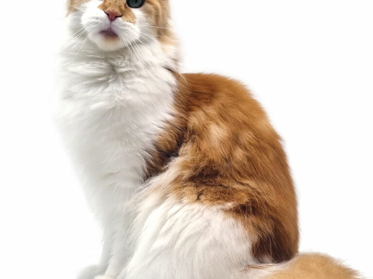 Pinchuk Oda - Maine Coon roux et blanc bicolore femelle - Nikomacoon's Cattery