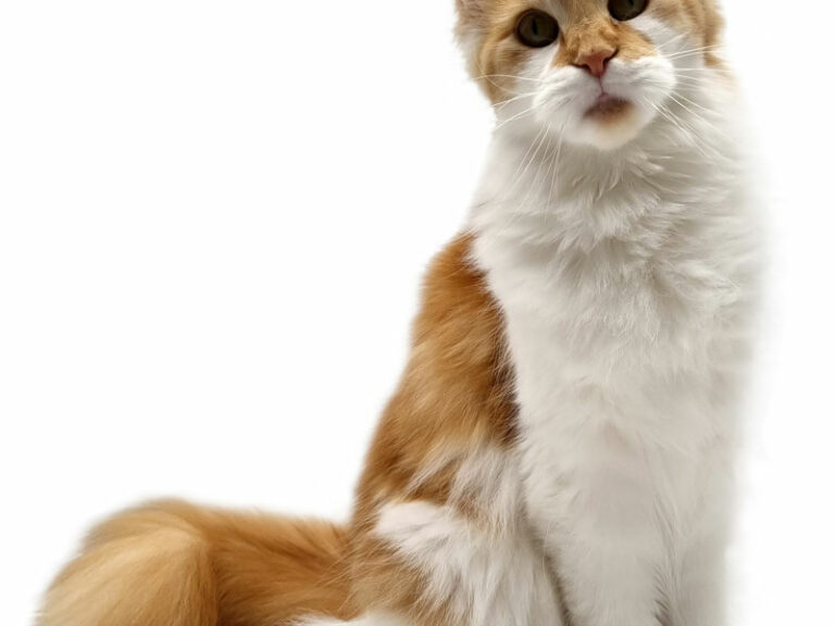 Pinchuk Oda - Maine Coon roux et blanc bicolore femelle - Nikomacoon's Cattery