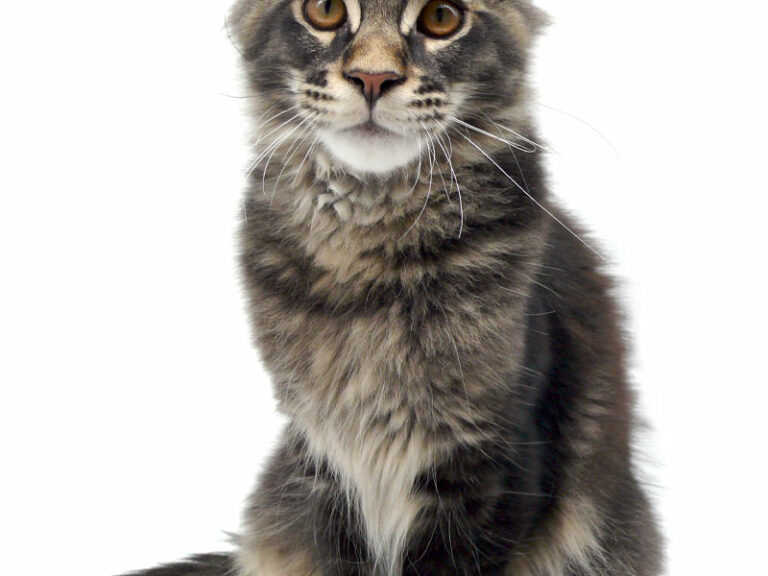 Nikomacoon's Remington - Chaton Maine Coon brown ticked tabby mâle - Nikomacoon's Cattery