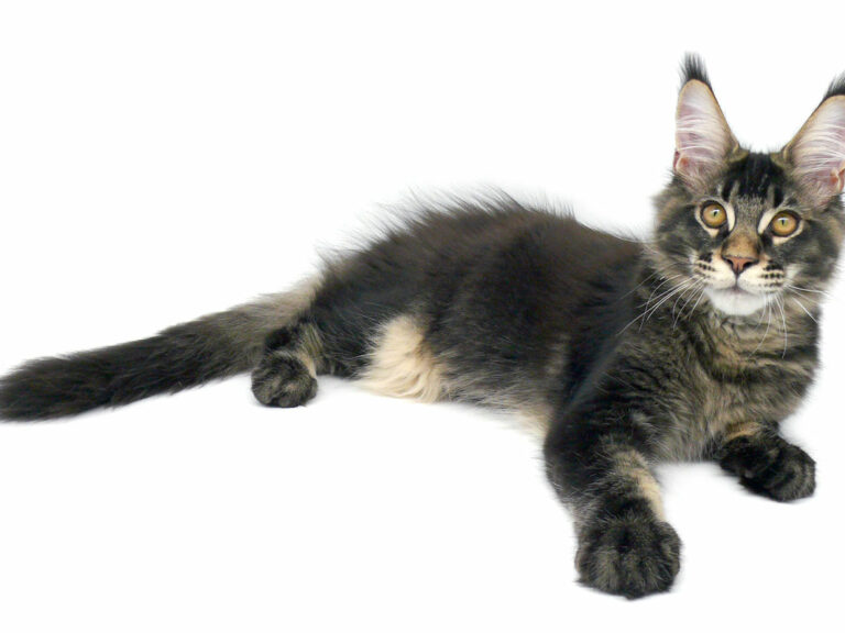 Nikomacoon's Remington - Chaton Maine Coon brown ticked tabby mâle - Nikomacoon's Cattery
