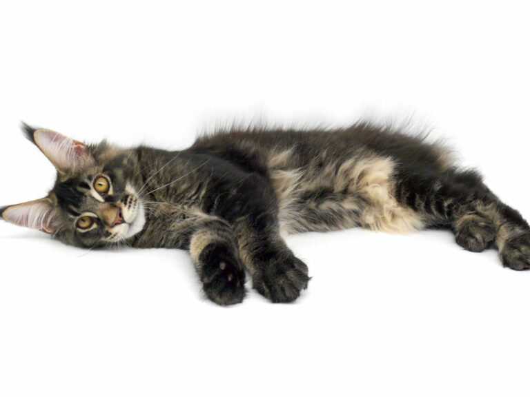 Nikomacoon's Remington - Chaton Maine Coon brown ticked tabby mâle - Nikomacoon's Cattery