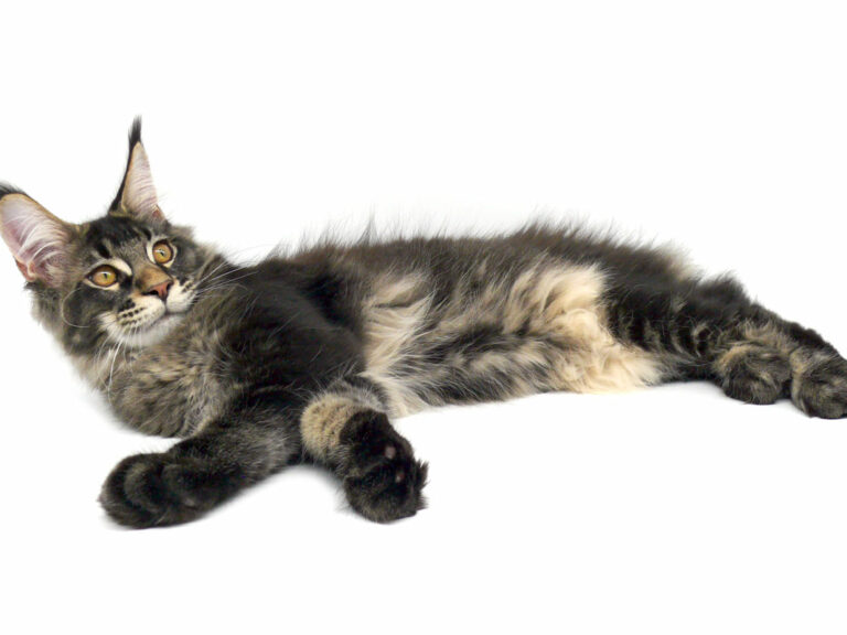 Nikomacoon's Remington - Chaton Maine Coon brown ticked tabby mâle - Nikomacoon's Cattery