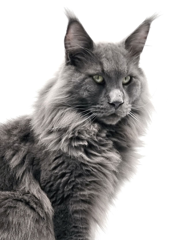 Parker Dikalicoon - Maine Coon bleu solide mâle - Nikomacoon's Cattery