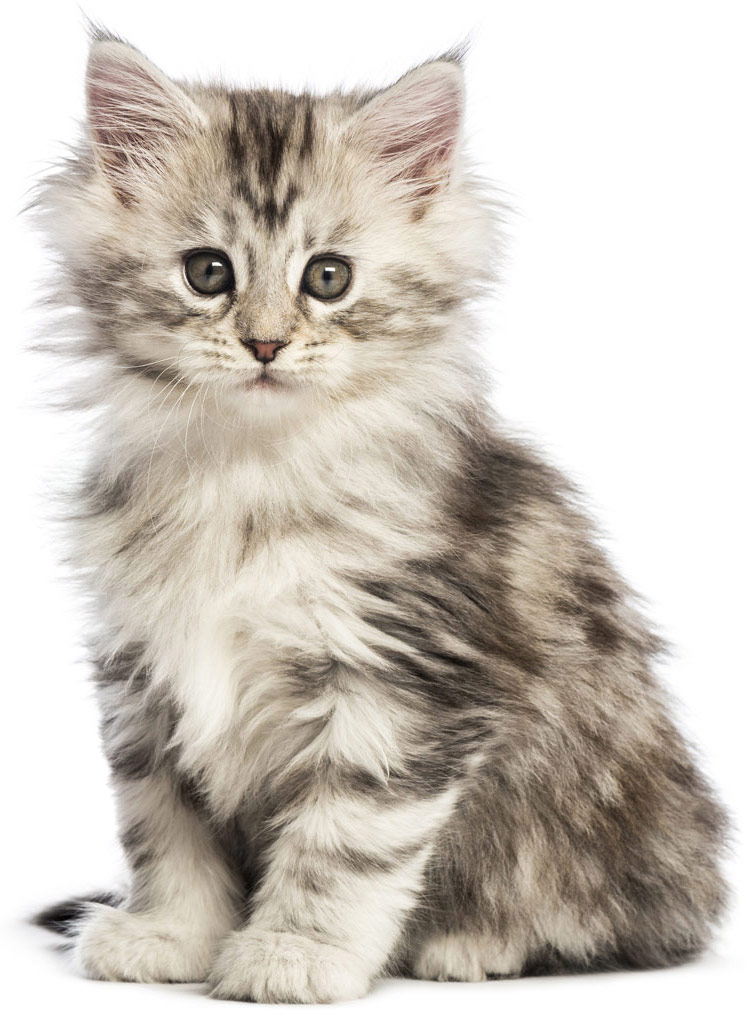 Alimentation du chaton maine coon