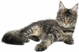 Chaton Maine Coon