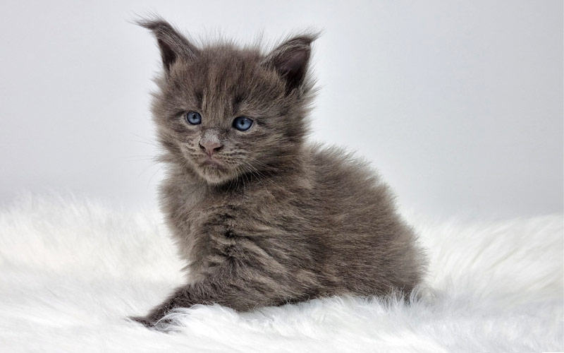 Les Chatons De La Portee Sakamieli Sont Nes Nikomacoon S Cattery