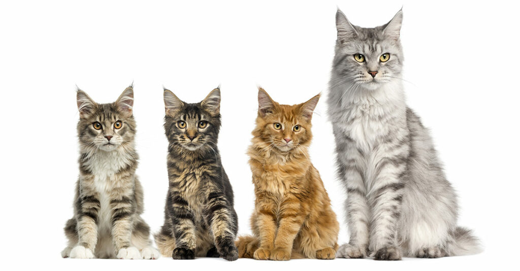 Chatons Maine Coon et leur mère