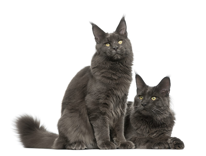 Couple de maine coons bleu solide