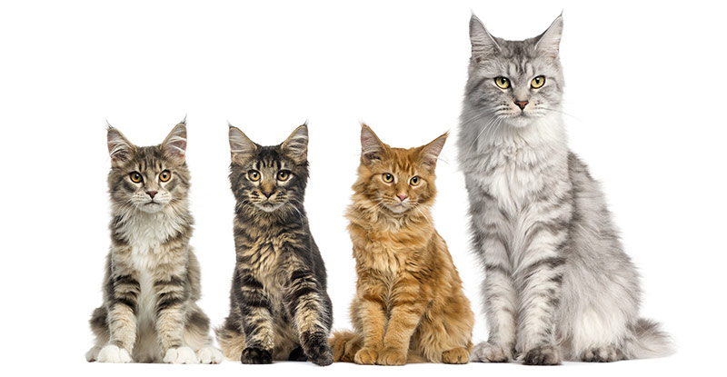 Femelle maine coon et ses chatons