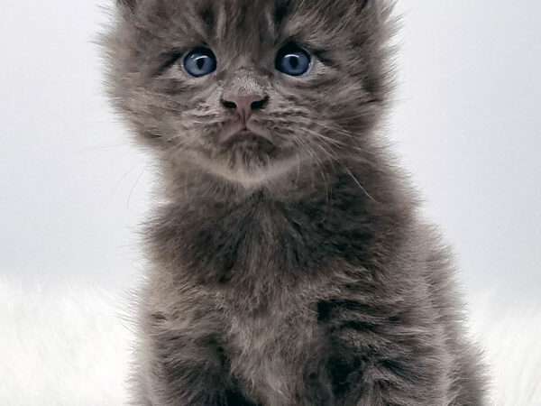 Nikomacoon's Sawyer - Chaton Maine Coon bleu solide mâle - Nikomacoon's Cattery