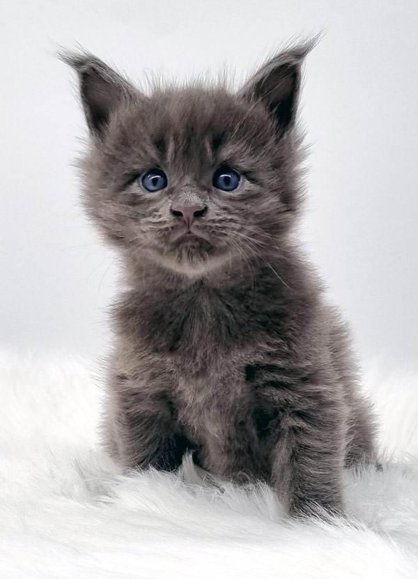 Nikomacoon's Sawyer - Chaton Maine Coon bleu solide mâle - Nikomacoon's Cattery