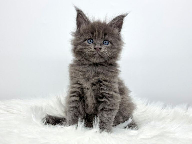 Nikomacoon's Sawyer - Chaton Maine Coon bleu solide mâle - Nikomacoon's Cattery