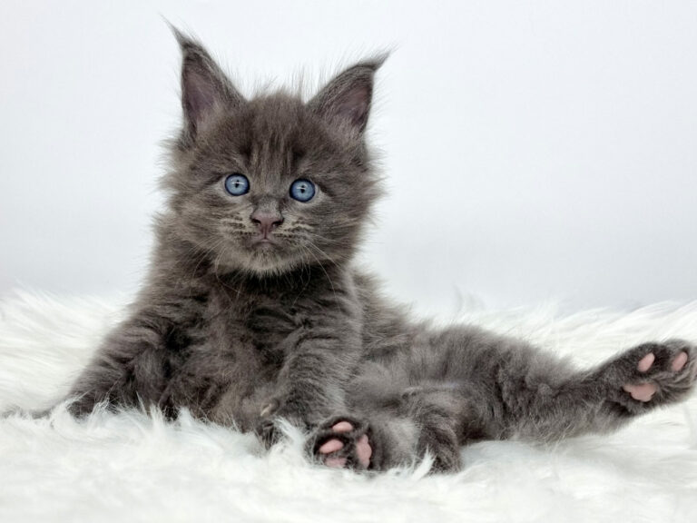 Nikomacoon's Sawyer - Chaton Maine Coon bleu solide mâle - Nikomacoon's Cattery