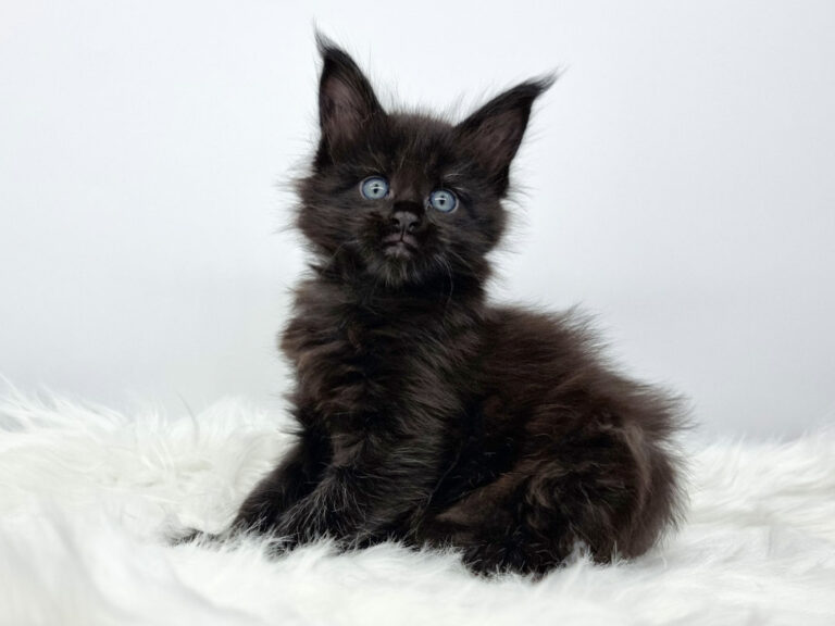 Nikomacoon's Scarlett Chaton Maine Coon femelle black Nikomacoon's