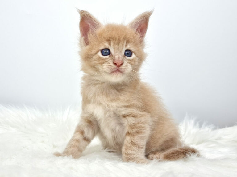 Nikomacoon's Siméon - Chaton Maine Coon crème mackerel tabby mâle - Nikomacoon's Cattery