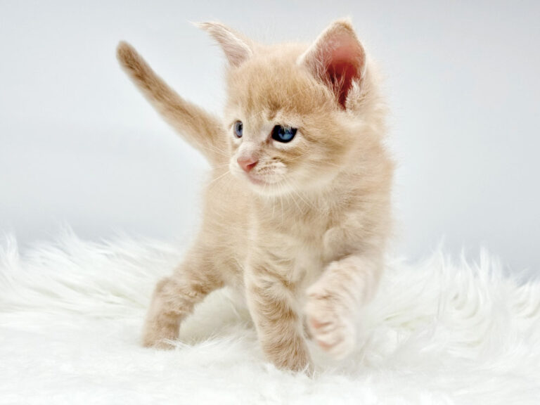 Nikomacoon's Siméon - Chaton Maine Coon crème mackerel tabby mâle - Nikomacoon's Cattery