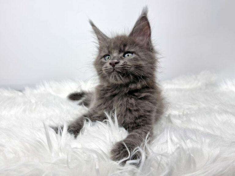 Nikomacoon's Sawyer - Chaton Maine Coon bleu solide mâle - Nikomacoon's Cattery