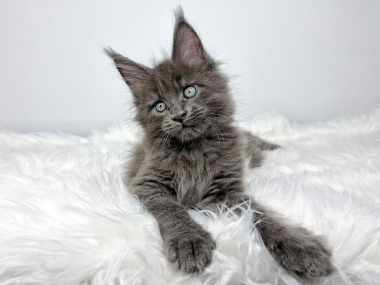 Nikomacoon's Sawyer - Chaton Maine Coon bleu solide mâle - Nikomacoon's Cattery