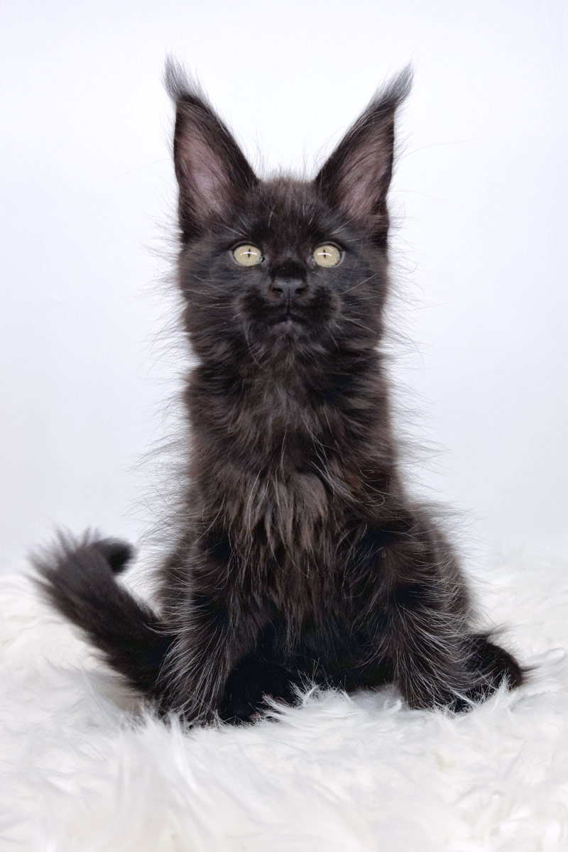 Nikomacoon