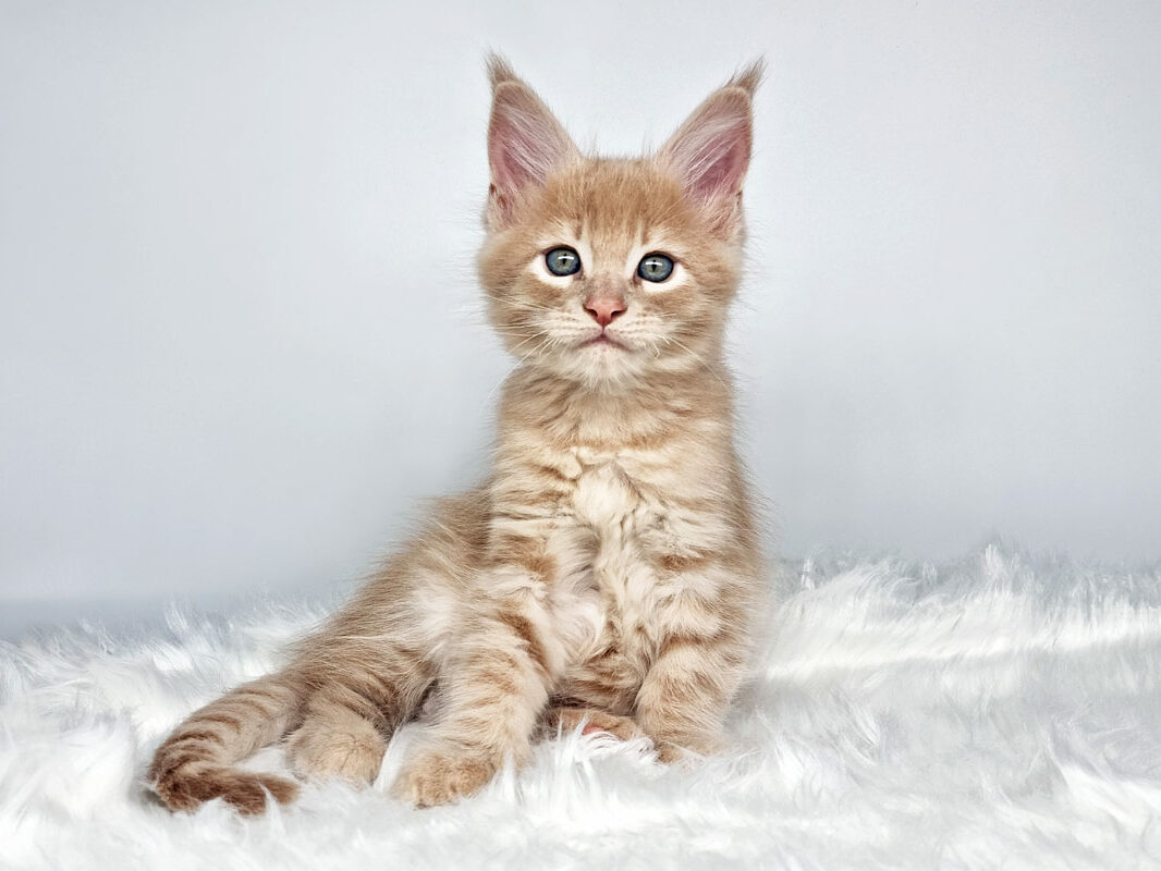 Siméon Chaton Maine Coon mâle crème mackerel tabby Nikomacoon's Cattery