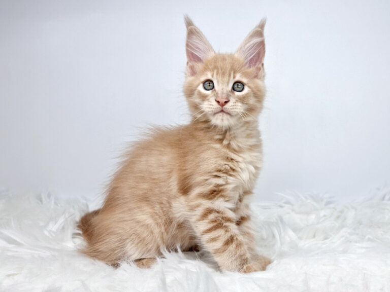 Nikomacoon's Siméon - Chaton Maine Coon crème mackerel tabby mâle - Nikomacoon's Cattery