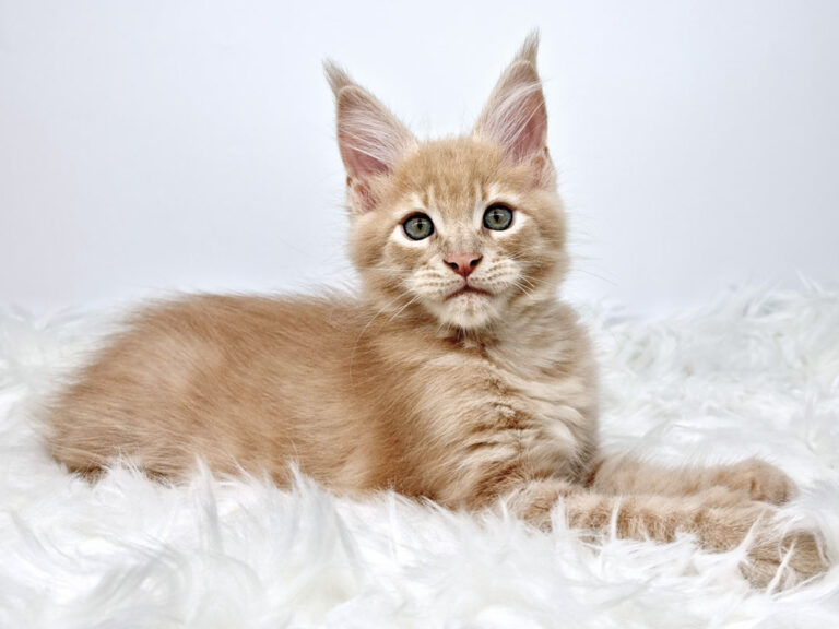 Nikomacoon's Siméon - Chaton Maine Coon crème mackerel tabby mâle - Nikomacoon's Cattery