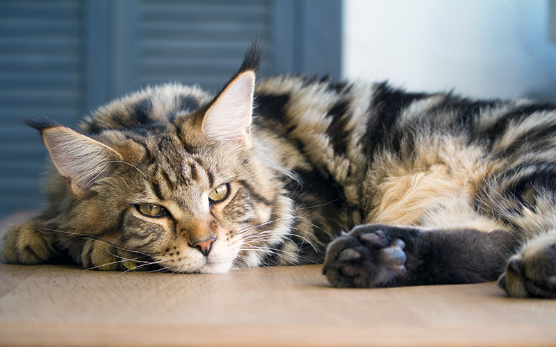 Maine coon à l'exposition de Valenciennes